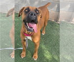 Small Photo #2 Mutt Puppy For Sale in Lakewood, CO, USA