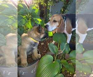 Pumpkins Litter Sorrel  - Located in SC - Female Mutt Dog for Adoption - Photo #2