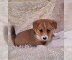 Small Photo #52 Pembroke Welsh Corgi Puppy For Sale in ARROYO GRANDE, CA, USA