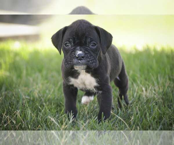 Medium Photo #3 Boxer Puppy For Sale in SHIPSHEWANA, IN, USA