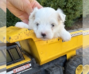 Maltese Puppy for sale in MIDDLEBURY, IN, USA