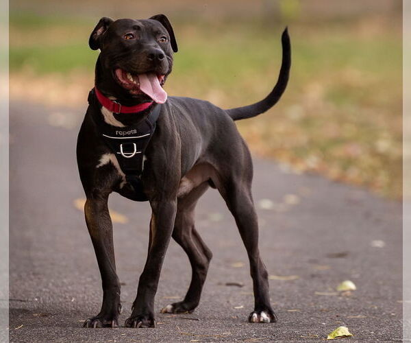 Medium Photo #10 American Staffordshire Terrier-Labrador Retriever Mix Puppy For Sale in Princeton, MN, USA