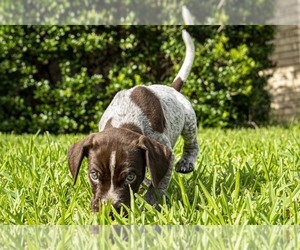 German Shorthaired Pointer Puppy for Sale in MESQUITE, Texas USA