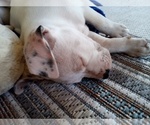 Small Photo #86 American Pit Bull Terrier-Labrador Retriever Mix Puppy For Sale in MOORESBORO, NC, USA