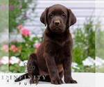Small #3 Labrador Retriever