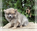 Small #1 Pomeranian