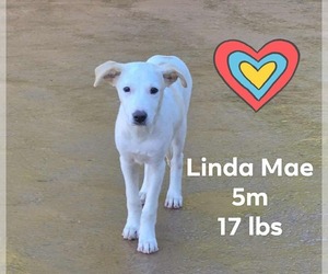 Chihuahua-Retriever  Mix Dogs for adoption in Virginia Beach, VA, USA