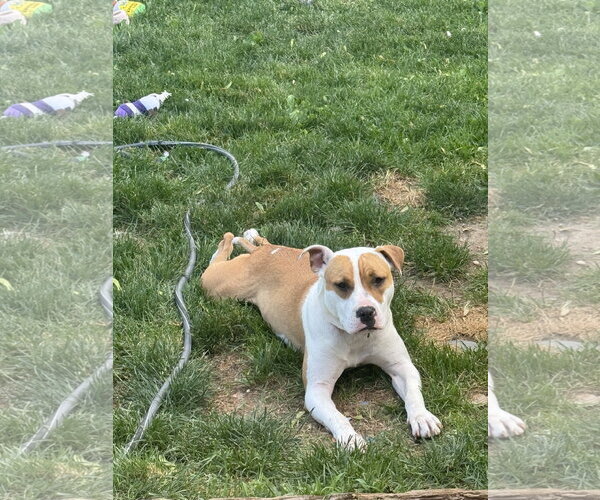 Medium Photo #3 Mutt Puppy For Sale in Woodbury, NY, USA