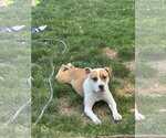 Small #2 Mutt