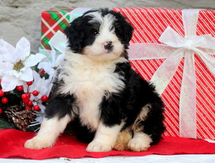 Bernedoodle Puppy for sale in MOUNT JOY, PA, USA