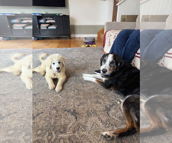 Medium Photo #3 Labrenees Puppy For Sale in Wheaton, IL, USA