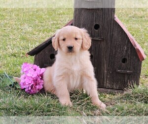 Golden Retriever Puppy for sale in FREDERICKSBURG, OH, USA