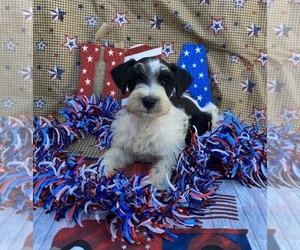 Schnauzer (Miniature) Puppy for sale in CHARLOTTE, NC, USA