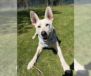 Ruger - Male Siberian Husky-Unknown Mix Dog for Adoption - Photo #5