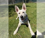 Small #4 Siberian Husky Mix