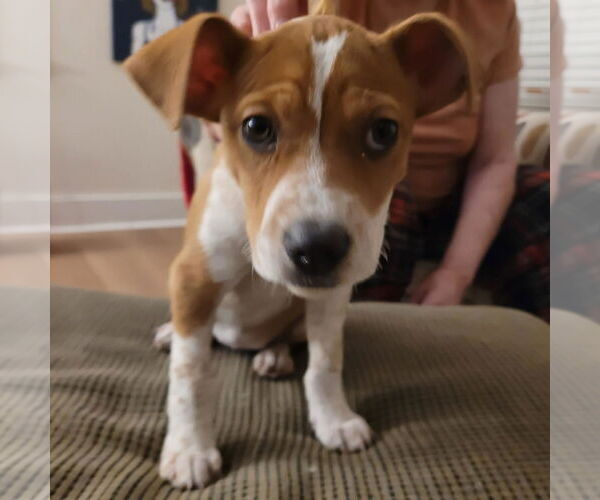 Medium Photo #1 Mutt Puppy For Sale in Holly Springs, NC, USA