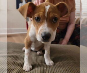 Mutt Dogs for adoption in Holly Springs, NC, USA