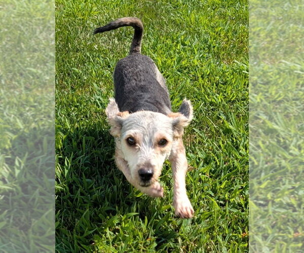 Medium Photo #4 Mutt Puppy For Sale in Shelbyville, TN, USA