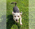 Small #3 Mutt
