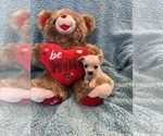Small Photo #12 Chihuahua Puppy For Sale in SHERMAN, TX, USA
