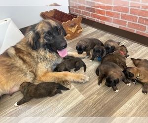 Leonberger Puppy for Sale in TREMONTON, Utah USA
