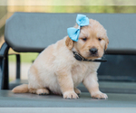 Small #4 Golden Retriever