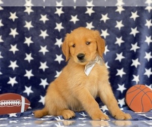 Golden Retriever Puppy for sale in LANCASTER, PA, USA