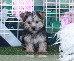 Yorkshire Terrier Puppy for sale in MARIETTA, GA, USA
