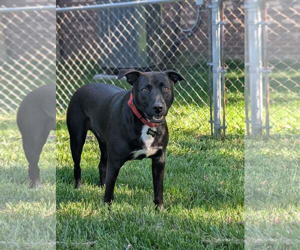 Medium Photo #3 American Pit Bull Terrier-Unknown Mix Puppy For Sale in Germantown, OH, USA