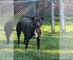 Small #2 American Pit Bull Terrier Mix