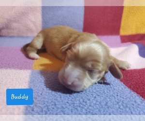 Dachshund Puppy for sale in AIKEN, SC, USA