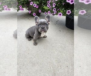 French Bulldog Puppy for sale in INDIANAPOLIS, IN, USA