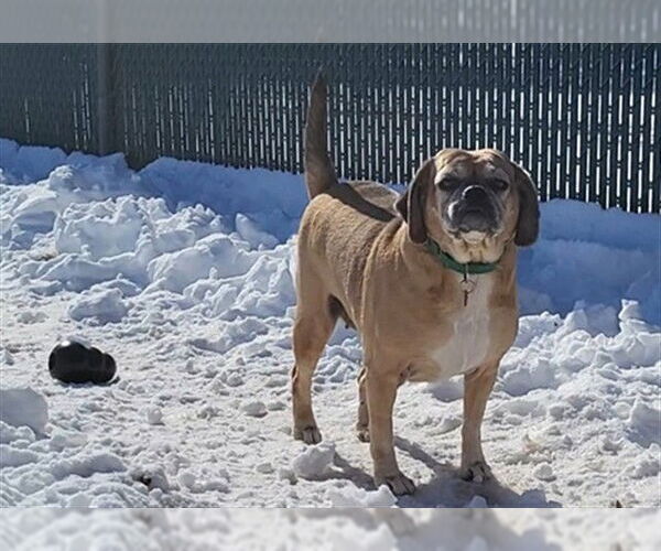 Medium Photo #1 Puggle Puppy For Sale in Springfield, MA, USA