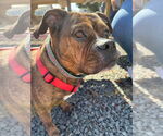 Small #11 American Pit Bull Terrier-Bulldog Mix