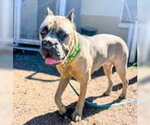 Small #2 Mastiff