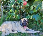 Small Photo #21 Anatolian Shepherd-Great Pyrenees Mix Puppy For Sale in AGOURA HILLS, CA, USA