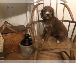Brittnepoo Puppy for sale in BROWNINGTON, VT, USA