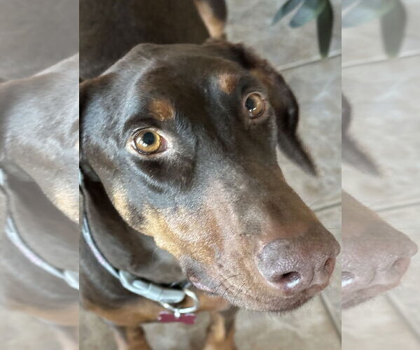 Medium Photo #2 Doberman Pinscher Puppy For Sale in Buffalo, MN, USA