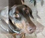 Small #1 Doberman Pinscher