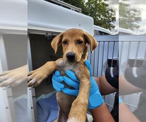 Labrador Retriever-Unknown Mix Dogs for adoption in San Antonio, TX, USA