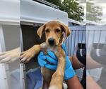 Small Labrador Retriever Mix