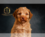 Small Photo #1 Australian Cobberdog Puppy For Sale in OTIS, IN, USA