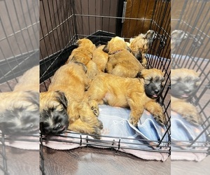 Soft Coated Wheaten Terrier Puppy for Sale in POWDER SPRINGS, Georgia USA