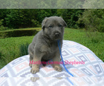 Small #3 German Shepherd Dog