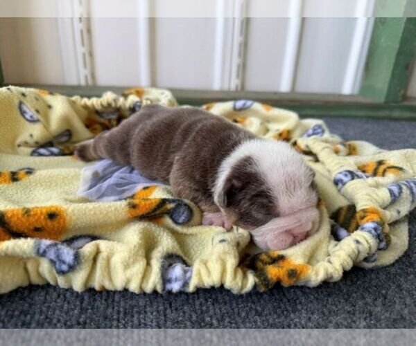 Medium Photo #6 Bulldog Puppy For Sale in OOLOGAH, OK, USA