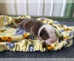 Small #5 Bulldog