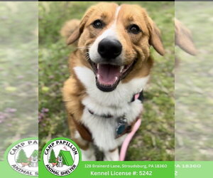 English Shepherd-Unknown Mix Dogs for adoption in Stroudsburg, PA, USA