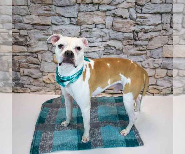 Medium Photo #6 Boxer-Unknown Mix Puppy For Sale in Kennesaw, GA, USA