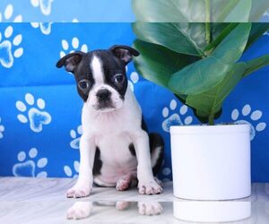 Boston Terrier Puppy for sale in MARIETTA, GA, USA