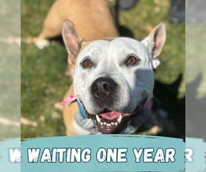 American Pit Bull Terrier Dogs for adoption in Minneapolis, MN, USA